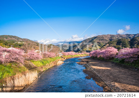 Kawazu櫻花盛開靜岡縣河津町 Kawazu櫻花盛開靜岡縣河津町 20721614