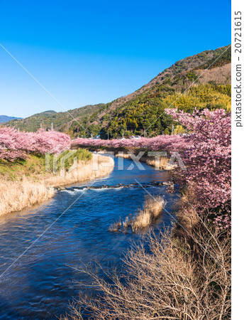 Kawazu櫻花盛開靜岡縣河津町 Kawazu櫻花盛開靜岡縣河津町 20721615