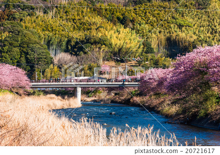 Kawazu櫻花盛開靜岡縣河津町 Kawazu櫻花盛開靜岡縣河津町 20721617