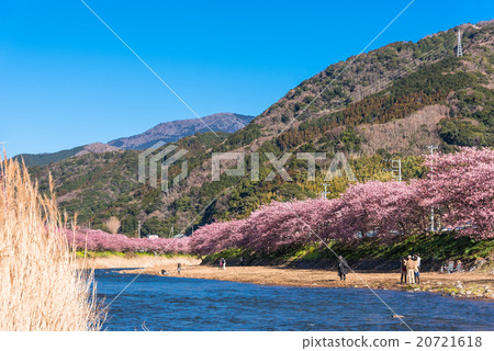 Kawazu櫻花盛開靜岡縣河津町 Kawazu櫻花盛開靜岡縣河津町 20721618