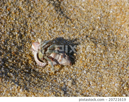 Hermit crab on the sand Hermit crab on the sand 20721619