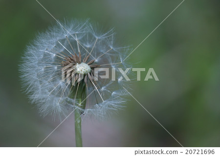 Seeds of white flower kamiko smile vase dandelion Seeds of white flower kamiko smile vase dandelion 20721696