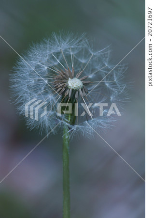 Seeds of white flower kamiko smile vase dandelion Seeds of white flower kamiko smile vase dandelion 20721697