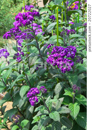 heliotrope heliotrope 20722027