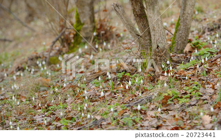 forest and snowdrop flowers forest and snowdrop flowers 20723441
