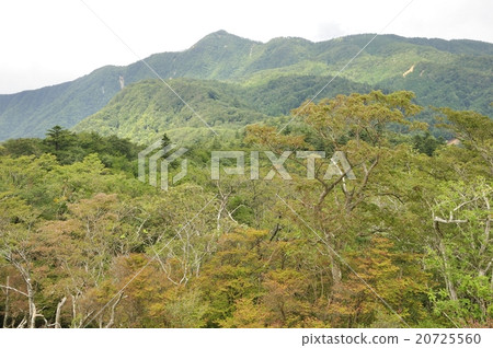 Forest of Mt. Sleeping and Mount Hikigatake 20725560