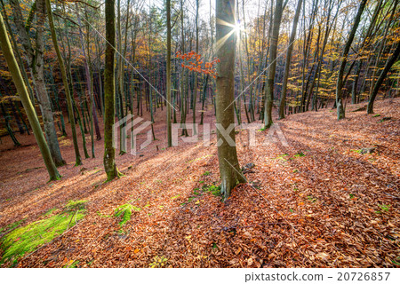 autmn forest autmn forest 20726857