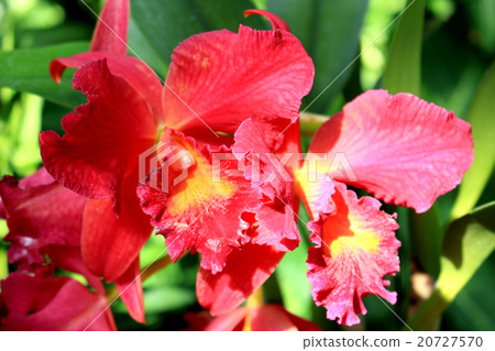 red, bloom, flower 20727570