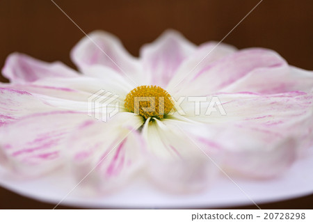 King Wang King Wang 20728298