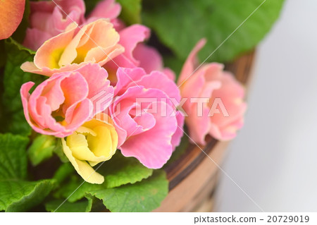 Rose-blooming Julian Flower 20729019