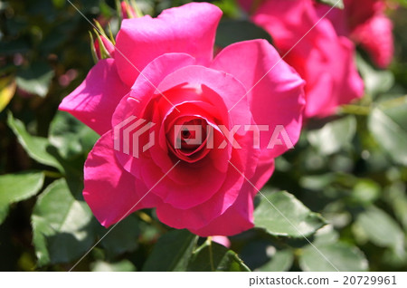 Urara (rose) 20729961