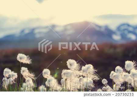 Polar flowers Polar flowers 20730233