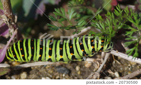 鵪鶉船（特寫）的幼蟲 20730500