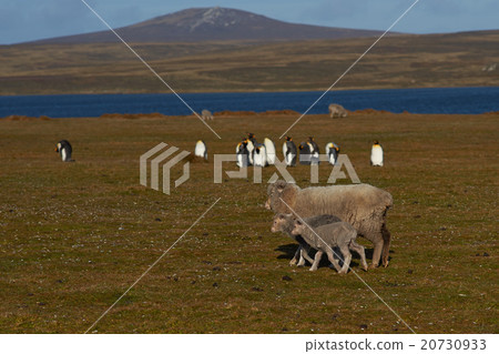 Sheep and king Penguins 20730933