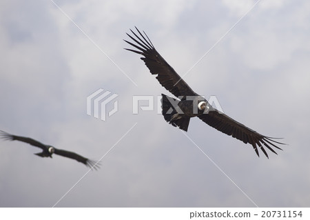 Andean Condors 20731154
