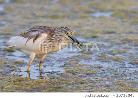 squacco heron 20732043