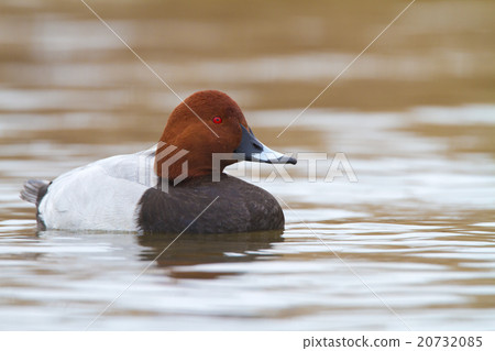 common pochard common pochard 20732085
