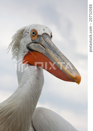 funny Dalmatian Pelican portrait, Kerkini, Greece 20732088