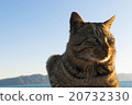 Cat and Awaji Island 20732330