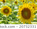Sunflower in Nanko-cho 20732331