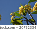 Plumeria and sky 20732334
