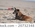 Staring dog 20732348