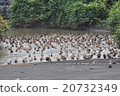 Horde of ducks 20732349