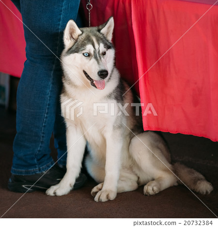 Young Gray And White Husky Dog Sitting On Floor Young Gray And White Husky Dog Sitting On Floor 20732384