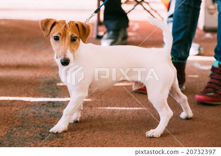 Young Jack Russell Terrier Dog on Floor Young Jack Russell Terrier Dog on Floor 20732397