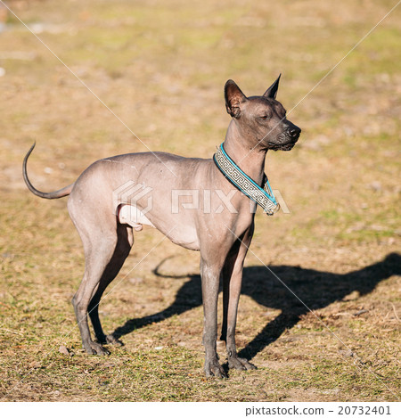 are xolos territorial dogs