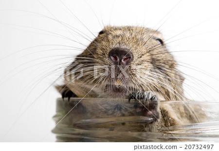 fat hamster in jar 20732497