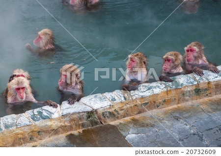 Snow Monkeys in hot spring (or onsen) in Hakodate Snow Monkeys in hot spring (or onsen) in Hakodate 20732609