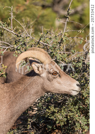 Desert Bighorn Sheep Ewe Desert Bighorn Sheep Ewe 20733412