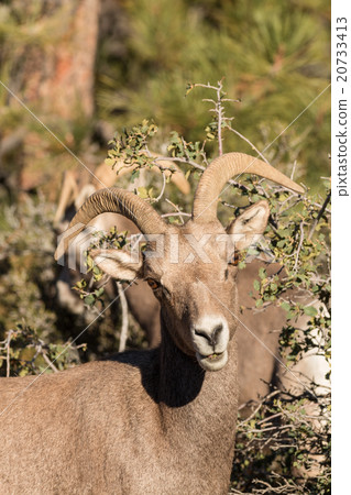 Desert Bighorn Sheep Ewe Desert Bighorn Sheep Ewe 20733413