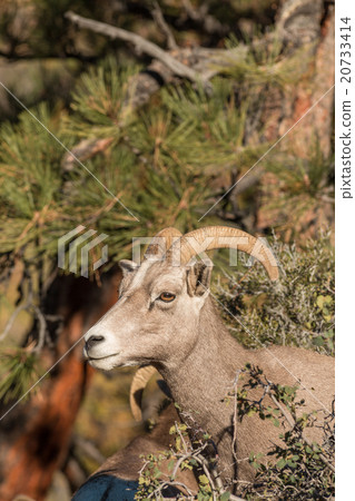 Desert Bighorn Sheep Ewe Desert Bighorn Sheep Ewe 20733414