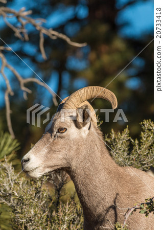 Desert Bighorn Sheep Ewe 20733418