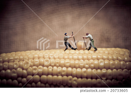 Corn maize harvest. Color tone tuned. 20733605