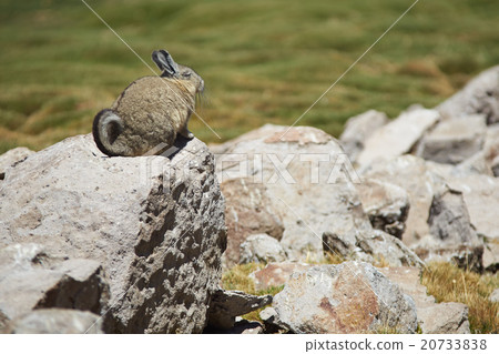 Mountain Viscacha 20733838