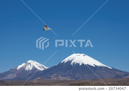 Andean Gull 20734047