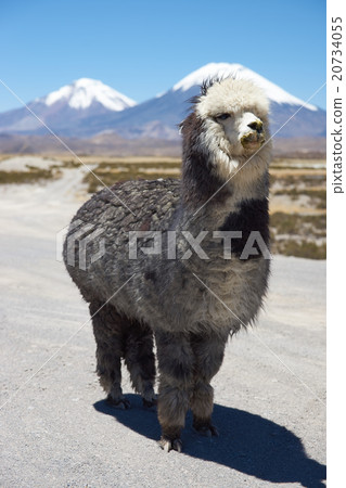 Alpaca 20734055