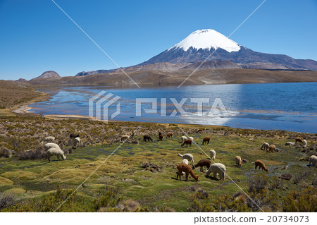 Altiplano 20734073