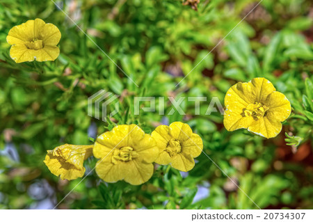 Yellow flowers on a blured background Yellow flowers on a blured background 20734307