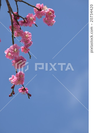 Picture frame of red plum 20734420