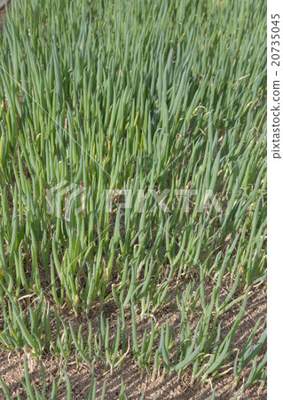 green onion, welsh onions, welsh onion 20735045