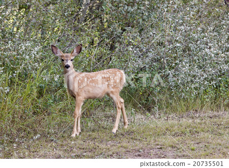Deer in a field 20735501