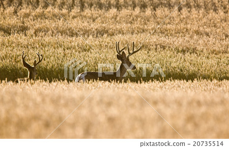Mule Deer in Wheat Field 20735514