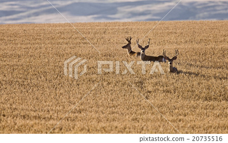 Mule Deer in Wheat Field 20735516