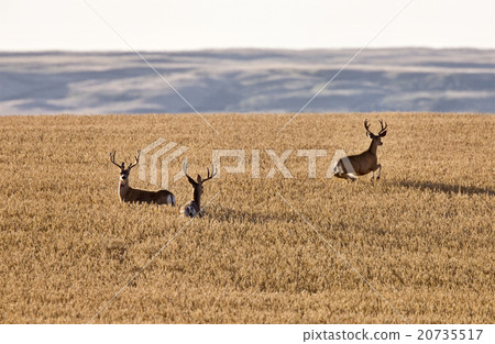 Mule Deer in Wheat Field Mule Deer in Wheat Field 20735517