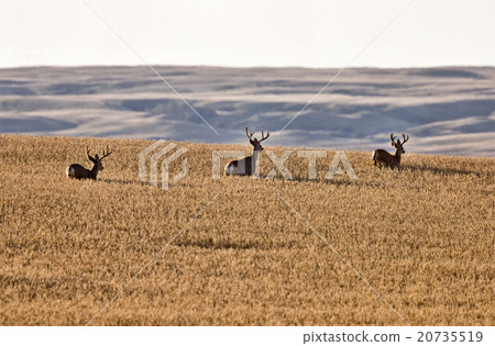 Mule Deer in Wheat Field 20735519