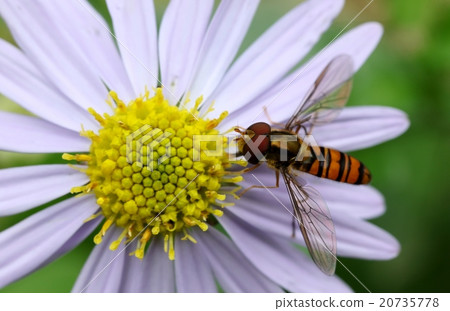 野菊花和hanaab 20735778